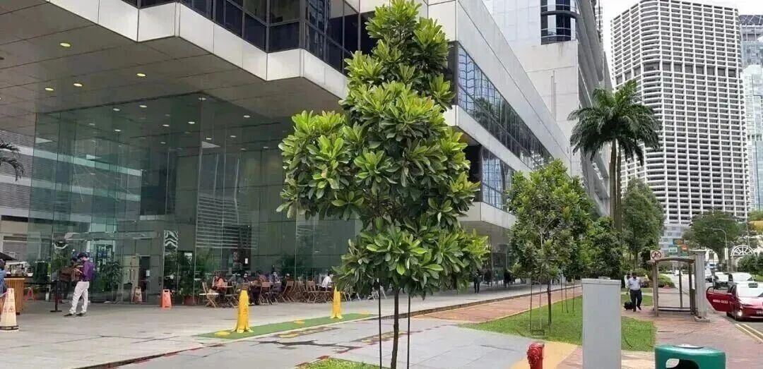 新加坡留学 新加坡留学